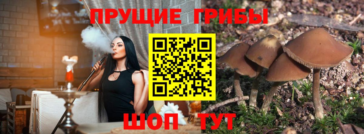 Псилоцибиновые грибы мицелий Грязи